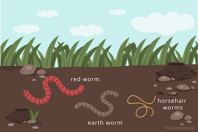 Hoe Wormen Uit Uw Zwembad Te Krijgen Voor Een Goede Promo Integra   Type Of Worm 01 